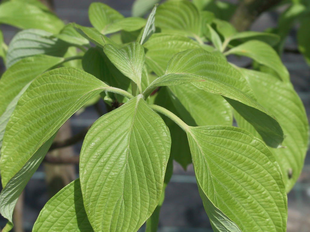 Cornus controversa - junges Laub Macro.jpg